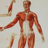 Curso de Fisiologia Geral